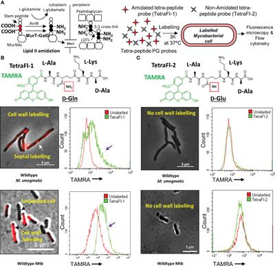 Amidation of glutamate residues in mycobacterial peptidoglycan is essential for cell wall cross-linking